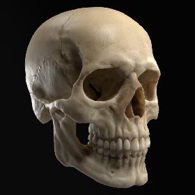 3D Realistic Human Skull model